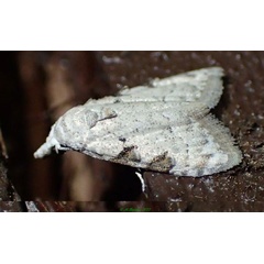 /filer/webapps/moths/media/images/B/biangulata_Nola_A_Bippus_01.jpg