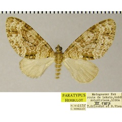 /filer/webapps/moths/media/images/E/ecrinita_Lobidiopteryx_PTM_ZSM.jpg
