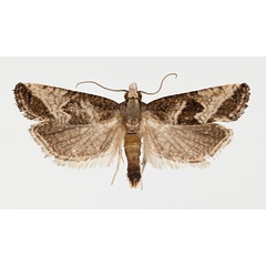 /filer/webapps/moths/media/images/T/trimeni_Eugnosta_AM_NHMO.jpg