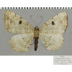 /filer/webapps/moths/media/images/D/decisa_Obolcola_AF_ZSM.jpg