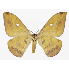 /filer/webapps/moths/media/images/O/orientalis_Aurivillius_AF_Basquinb.jpg