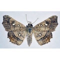 /filer/webapps/moths/media/images/V/vicaria_Egnasia_AF_NHMO.jpg