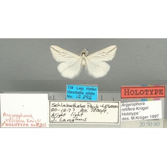 /filer/webapps/moths/media/images/R/retifera_Argyrophora_HT_TMSA.jpg