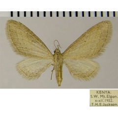 /filer/webapps/moths/media/images/R/rediviva_Eupithecia_AF_ZSM.jpg