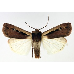 /filer/webapps/moths/media/images/L/leucogaster_Ochropleura_AM_Aulombard.jpg
