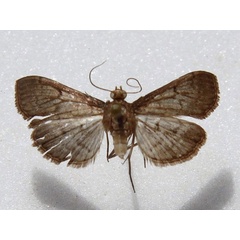 /filer/webapps/moths/media/images/P/phaeopteralis_Herpetogramma_A_Goff_02.jpg