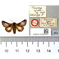 /filer/webapps/moths/media/images/P/platti_Thosea_HT_BMNH.jpg