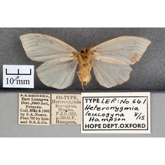/filer/webapps/moths/media/images/L/leucogyna_Heteronygmia_STF_OUMNH_02.jpg