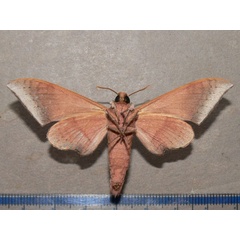 /filer/webapps/moths/media/images/S/spurrelli_Neopolyptychus_A_Goff_02.jpg