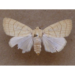 /filer/webapps/moths/media/images/N/natalensis_Cosmia_A_Butler.jpg