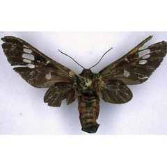 /filer/webapps/moths/media/images/G/gloriosa_Balacra_HT_BMNH_02.jpg