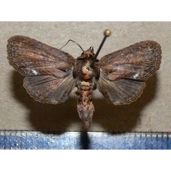 /filer/webapps/moths/media/images/S/siccata_Anigraea_A_Goff_01.jpg