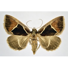 /filer/webapps/moths/media/images/P/pentagonalis_Parafodina_A_NHMO.jpg