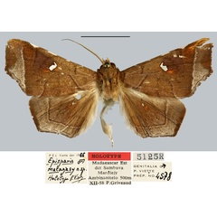 /filer/webapps/moths/media/images/M/malagasy_Episparis_HT_MNHN.jpg
