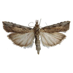 /filer/webapps/moths/media/images/A/ariditatis_Crambicybalomia_AM_BMNH.jpg
