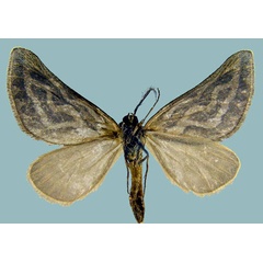 /filer/webapps/moths/media/images/F/frosinaria_Conchylia_AM_ZSMb.jpg