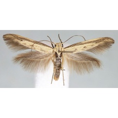 /filer/webapps/moths/media/images/A/apicispinella_Scythris_HT_BMNH.jpg