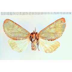 /filer/webapps/moths/media/images/A/albidilinea_Eutrotonotus_HT_SNHM_01.jpg