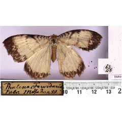 /filer/webapps/moths/media/images/F/fervidaria_Euchera_LT_BMNH.jpg