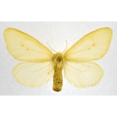 /filer/webapps/moths/media/images/F/fulvinotata_Crorema_AF_NHMO.jpg
