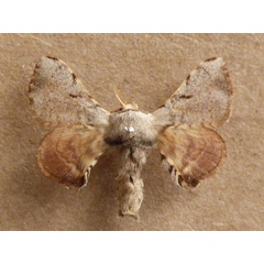 /filer/webapps/moths/media/images/V/versicolora_Racinoa_A_Butler.jpg