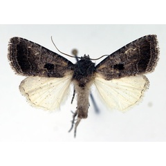 /filer/webapps/moths/media/images/A/atriplaga_Syrrusoides_AM_Aulombard.jpg