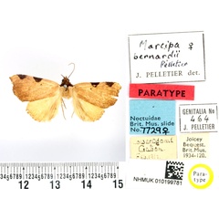 /filer/webapps/moths/media/images/B/bernardii_Marcipa_PTF_BMNH.jpg
