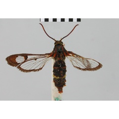 /filer/webapps/moths/media/images/S/sexualis_Tipulamima_AF_BMNH.jpg