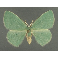 /filer/webapps/moths/media/images/T/trilobata_Omphax_AF_TMSA.jpg