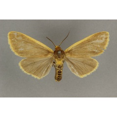 /filer/webapps/moths/media/images/L/latimarginalis_Amsacta_AF_BMNH.jpg