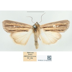 /filer/webapps/moths/media/images/R/rubrescens_Borolia_STF_BMNH.jpg
