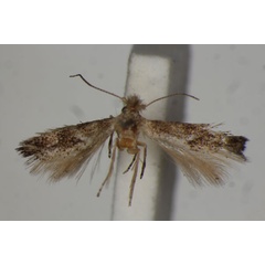/filer/webapps/moths/media/images/A/agilis_Bucculatrix_ST_BMNH.jpg