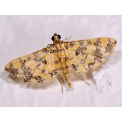 /filer/webapps/moths/media/images/T/tricoloralis_Eurrhyparodes_A_Mazzei_02.jpg