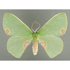 /filer/webapps/moths/media/images/R/rubricorpus_Lophorrhachia_AF_TMSA_01.jpg