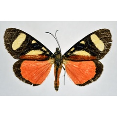 /filer/webapps/moths/media/images/T/tricolora_Aegocera_A_NHMO.jpg