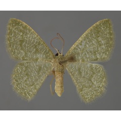 /filer/webapps/moths/media/images/V/vermiculata_Phaiogramma_A_ZSM_01.jpg