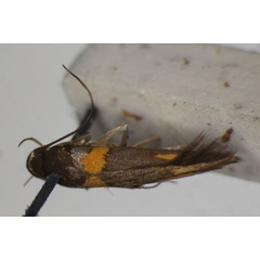 /filer/webapps/moths/media/images/E/epilampra_Stathmopoda_HT_BMNH.jpg