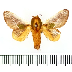 /filer/webapps/moths/media/images/C/cineracea_Latoia_AM_BMNH_01.jpg