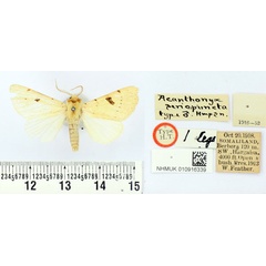 /filer/webapps/moths/media/images/S/seriopuncta_Acanthonyx_HT_BMNH.jpg