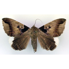 /filer/webapps/moths/media/images/I/indicabilis_Achaea_A_RMCA.jpg