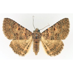 /filer/webapps/moths/media/images/C/cortytoides_Rhabdophera_AF_TMSA_02.jpg