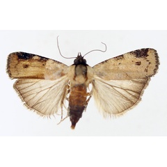 /filer/webapps/moths/media/images/C/costimacula_Mesogenea_AF_TMSA_01.jpg