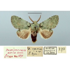 /filer/webapps/moths/media/images/V/varia_Desmeocraera_HT_TMSA.jpg