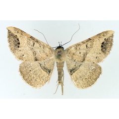 /filer/webapps/moths/media/images/B/brachypecten_Maxera_AF_TMSA_01.jpg
