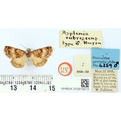 /filer/webapps/moths/media/images/R/rubrescens_Asplenia_HT_BMNH.jpg
