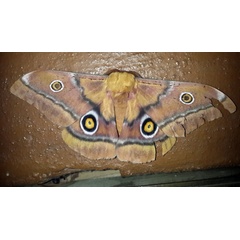 /filer/webapps/moths/media/images/C/cytherea_Gonimbrasia_AF_Blamire.jpg