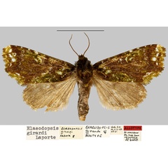 /filer/webapps/moths/media/images/G/girardi_Elaeodopsis_AT_MNHN.jpg