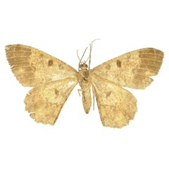 /filer/webapps/moths/media/images/A/atrilunaria_Boarmia_LT_BMNHb.jpg