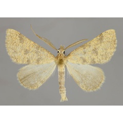 /filer/webapps/moths/media/images/S/sublutearia_Palaeaspilates_A_ZSM_01.jpg