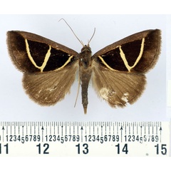 /filer/webapps/moths/media/images/E/euclidicola_Parachalciope_AM_BMNH.jpg